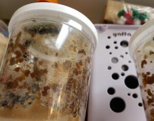 Hatching Butterflies