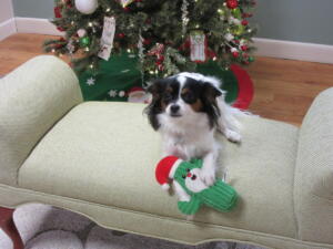 Christmas With Molly, 2020