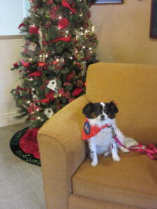 Miss Molly Christmas 2022