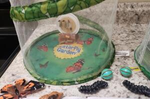 Studying Butterflies