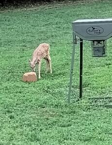Deer at the Feeders